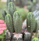 #EC313 EXACT Trichocereus Pachanoi LER Cactus Cutting 4-5”