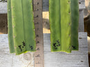 #EC314 EXACT Trichocereus Hybrid Scopulicola X Bridgesii KGC Cactus Cuttings