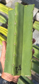 #EC314 EXACT Trichocereus Hybrid Scopulicola X Bridgesii KGC Cactus Cuttings