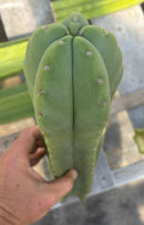 #EC314 EXACT Trichocereus Hybrid Scopulicola X Bridgesii KGC Cactus Cuttings