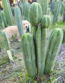 #EC314 EXACT Trichocereus Hybrid Scopulicola X Bridgesii KGC Cactus Cuttings