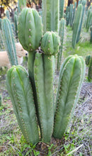 #EC314 EXACT Trichocereus Hybrid Scopulicola X Bridgesii KGC Cactus Cuttings
