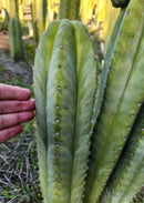 #EC314 EXACT Trichocereus Hybrid Scopulicola X Bridgesii KGC Cactus Cuttings