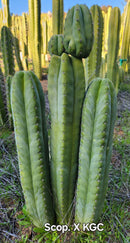 #EC314 EXACT Trichocereus Hybrid Scopulicola X Bridgesii KGC Cactus Cuttings