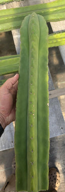 #EC314 EXACT Trichocereus Hybrid Scopulicola X Bridgesii KGC Cactus Cuttings