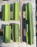 #EC314 EXACT Trichocereus Hybrid Scopulicola X Bridgesii KGC Cactus Cuttings