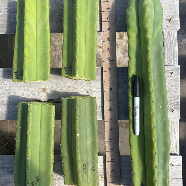 where to buy san pedro cactus reddit EC314 EXACT Trichocereus Hybrid Scopulicola X Bridgesii KGC Cactus Cu