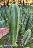 #EC315 EXACT Trichocereus Pachanoi Sohongopamba OP Cactus Cutting 8"
