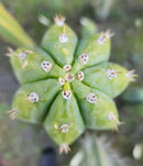 #EC315 EXACT Trichocereus Pachanoi Sohongopamba OP Cactus Cutting 8"