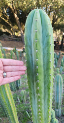 #EC315 EXACT Trichocereus Pachanoi Sohongopamba OP Cactus Cutting 8"