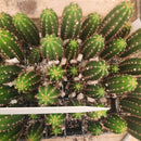 #EC316 EXACT Trichocereus Hybrid Chalaensis X Zelly Cactus Seedling 3-4"