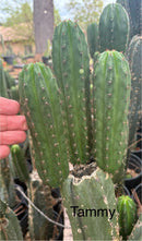 #EC317 Trichocereus Pachanoi Tammy Cutting 4-5”