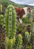 #EC318 Trichocereus TSS AFF Knuthianus Knuthianus Cactus Cutting 8"