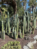 #EC32 EXACT Trichocereus Bridgesii Jada Beyond Cactus Cuttings