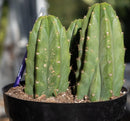 #EC33 EXACT Trichocereus Pachanoi "PC" Cactus Three Pach we choose