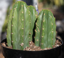 #EC33 EXACT Trichocereus Pachanoi "PC" Cactus Three Pach we choose