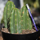 #EC33 EXACT Trichocereus Pachanoi "PC" Cactus Three Pach we choose