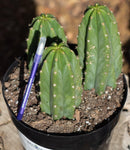 #EC33 EXACT Trichocereus Pachanoi "PC" Cactus Three Pach we choose