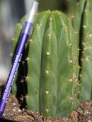#EC33 EXACT Trichocereus Pachanoi "PC" Cactus Three Pach we choose