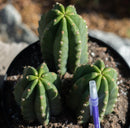 #EC33 EXACT Trichocereus Pachanoi "PC" Cactus Three Pach we choose