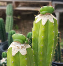 #EC33 EXACT Trichocereus Pachanoi "PC" Cactus Three Pach we choose