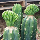 #EC33 EXACT Trichocereus Pachanoi "PC" Cactus Three Pach we choose