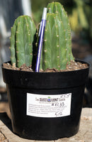 #EC33 EXACT Trichocereus Pachanoi "PC" Cactus Three Pach we choose