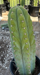 #EC34 EXACT Trichocereus Pachanoi TPM X Bridgesii KGC Cactus 14.5”