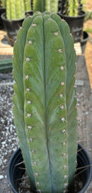 #EC34 EXACT Trichocereus Pachanoi TPM X Bridgesii KGC Cactus 14.5”