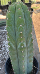 #EC34 EXACT Trichocereus Pachanoi TPM X Bridgesii KGC Cactus 14.5”