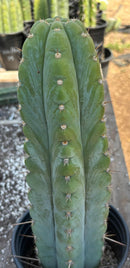 #EC34 EXACT Trichocereus Pachanoi TPM X Bridgesii KGC Cactus 14.5”