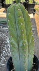 #EC34 EXACT Trichocereus Pachanoi TPM X Bridgesii KGC Cactus 14.5”