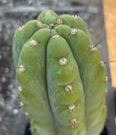 #EC34 EXACT Trichocereus Pachanoi TPM X Bridgesii KGC Cactus 14.5”
