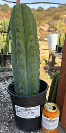 #EC34 EXACT Trichocereus Pachanoi TPM X Bridgesii KGC Cactus 14.5”