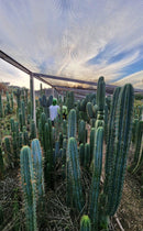 #EC35 EXACT Trichocereus SLOP Cutts from the Aliens