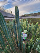 #EC35 EXACT Trichocereus SLOP Cutts from the Aliens