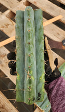 #EC35 EXACT Trichocereus SLOP Cutts from the Aliens
