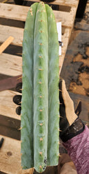 #EC35 EXACT Trichocereus SLOP Cutts from the Aliens