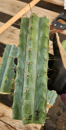 #EC35 EXACT Trichocereus SLOP Cutts from the Aliens