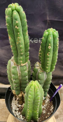 #EC38 EXACT Trichocereus Pachanoi Monstrose TPM Cactus 16, 14, 9"