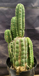 #EC38 EXACT Trichocereus Pachanoi Monstrose TPM Cactus 16, 14, 9"