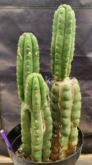 #EC38 EXACT Trichocereus Pachanoi Monstrose TPM Cactus 16, 14, 9"