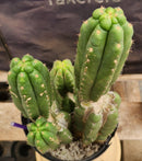 #EC38 EXACT Trichocereus Pachanoi Monstrose TPM Cactus 16, 14, 9"