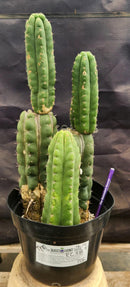 #EC38 EXACT Trichocereus Pachanoi Monstrose TPM Cactus 16, 14, 9"