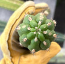 #EC40 Borzicactus Cleistocactus cactus 10-12” potted