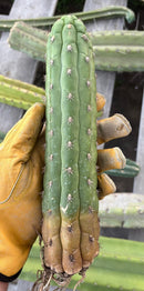 #EC40 Borzicactus Cleistocactus cactus 10-12” potted