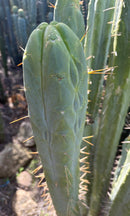 #EC42 EXACT Trichocereus Bridgesii Jiimz “Riibz” Cactus 10-12” Cutting