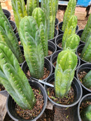 #EC43 Trichocereus Pachanoi ECK Cactus Potted and Cuttings