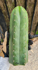 #EC43 Trichocereus Pachanoi ECK Cactus Potted and Cuttings