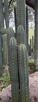 #EC43 Trichocereus Pachanoi ECK Cactus Potted and Cuttings